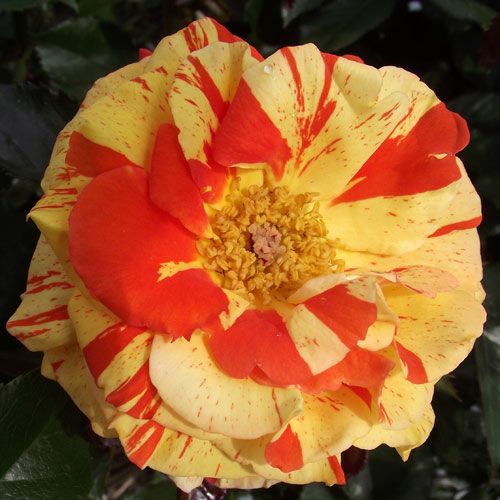 000000020241-01.jpg?size=l&w=