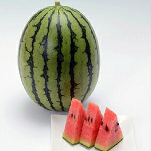 スイカ 種 【 FRマダーボール 】 小袋（8粒） ( スイカの種 ) | 農業屋.com
