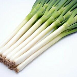 ネギ 種 【 夏の宝山 】 ペレット6千粒 ( ネギの種 ) | 農業屋.com