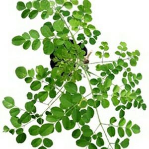 葉菜 種 【 モリンガ種子 】 小袋（10粒） ( 葉菜の種 ) | 農業屋.com