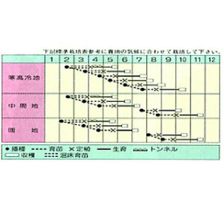 キャベツ 種 【 ミニックス40 】 コート5千粒 ( キャベツの種 ) | 農業