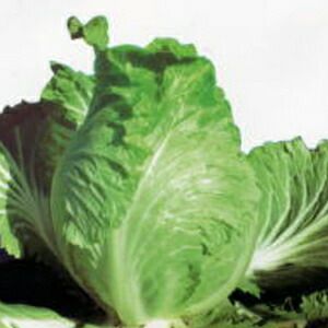中国野菜 種 【 四川搾菜（ザーサイ） 】 小袋 | 農業屋.com