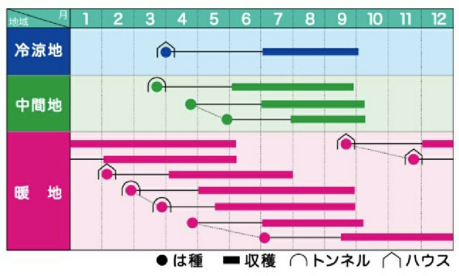 オクラ 種 【 ブルースカイZ 】 1dl ( オクラの種 ) | 農業屋.com