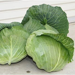 緑肥 種 【 れんげ（紫雲英） 】 1kg ( 緑肥の種 ) | 農業屋.com