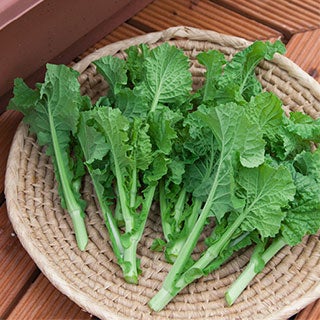なばなの苗 冬華苗 6本セット 菜花【予約販売】 | 農業屋.com