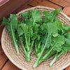 なばなの苗 冬華苗　6本セット 菜花【予約販売】