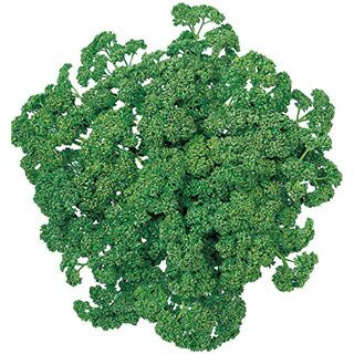 パセリ 種 【 瀬戸パラマウント 】 実咲小袋 ( パセリの種 ) | 農業屋.com
