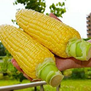 トウモロコシ 種 【 おおもの83 】 200粒 ( トウモロコシの種 ) | 農業