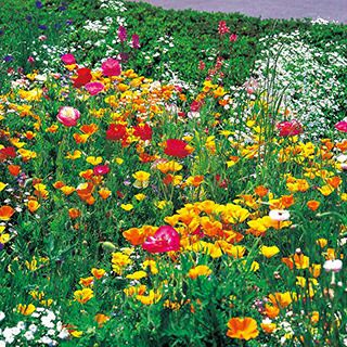 お花に見える物 000000020937-01.jpg?size=l&w=