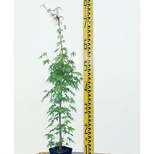 苗木 イロハモミジ 10.5cmポット | 農業屋.com