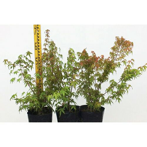 苗木 イロハモミジ 本株立ち 18cmポット | 農業屋.com