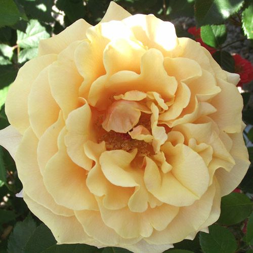 バラ苗　カラホ② 000000020989-01.jpg?size=l&w=