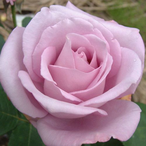 バラ苗(予約販売) 【インディゴレッタ（アズビス）】 2年大株苗 4号鉢