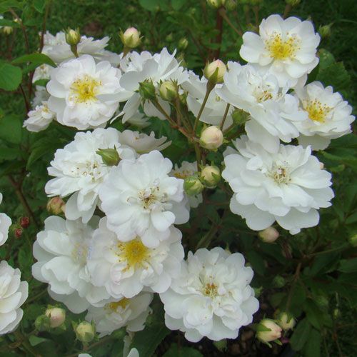 バラ苗(予約販売) 【エディグリム】 2年大株苗 4号鉢 （クライミング