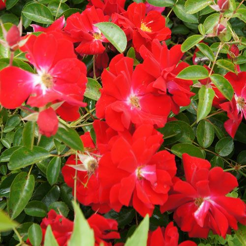 000000021098-01.jpg?size=l&w=