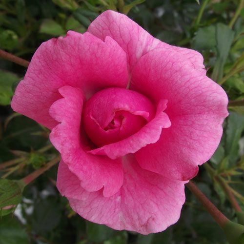 000000021100-01.jpg?size=l&w=