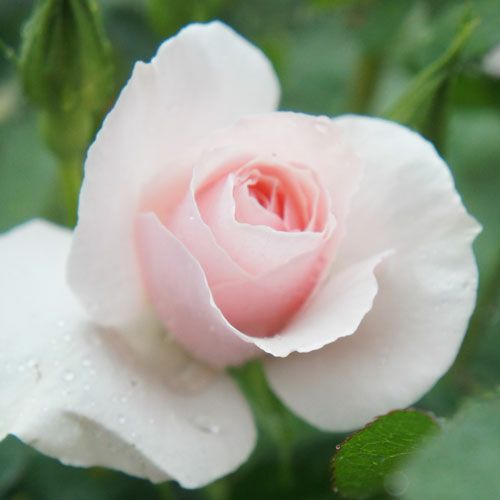 000000021102-01.jpg?size=l&w=