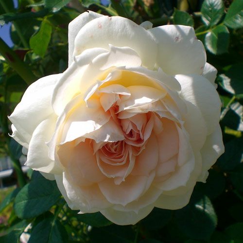 000000021104-01.jpg?size=l&w=