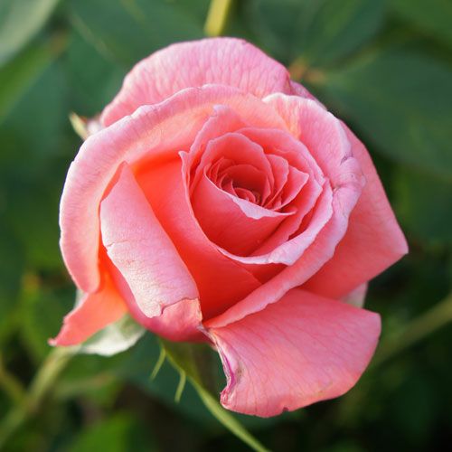 000000021109-01.jpg?size=l&w=