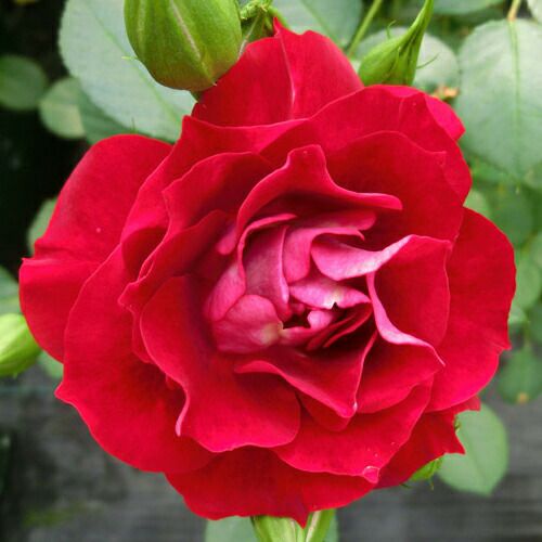 000000021112-01.jpg?size=l&w=