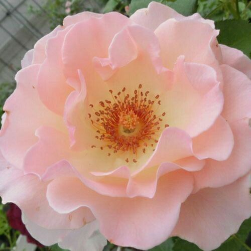 000000021117-01.jpg?size=l&w=