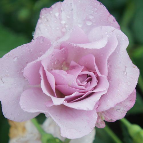 バラ苗(予約販売) 【エンジェルダンス】 2年大株苗 4号鉢