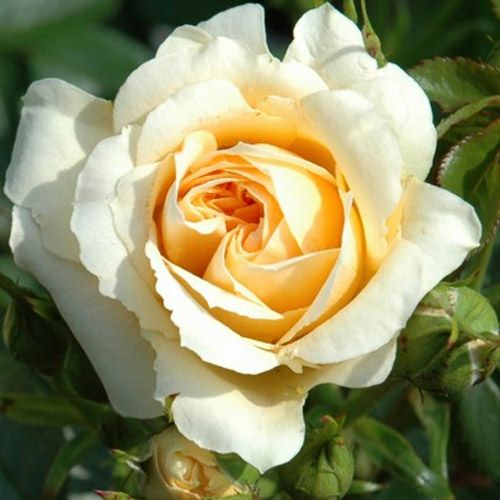 000000021166-01.jpg?size=l&w=