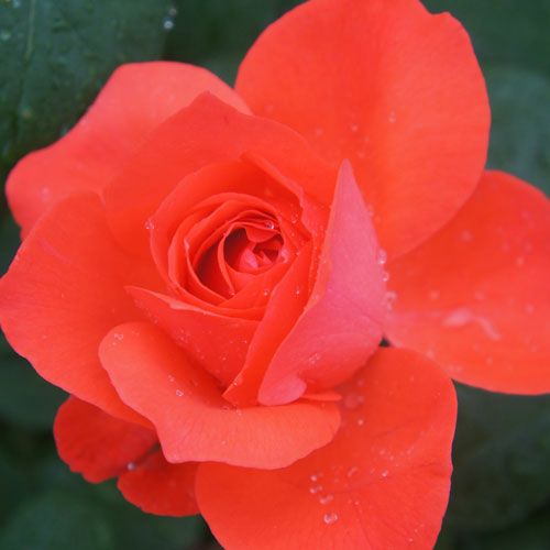 000000021169-01.jpg?size=l&w=