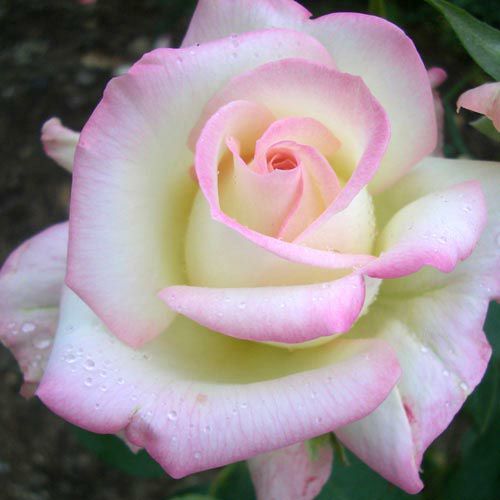 000000021186-01.jpg?size=l&w=