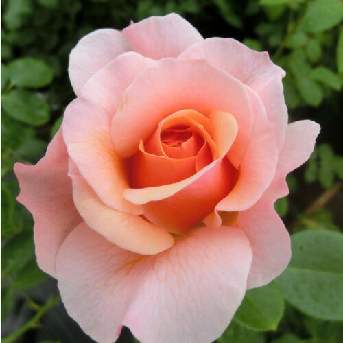 バラ苗(予約販売) 【パフュームドルレアン】 2年大株苗 4号鉢