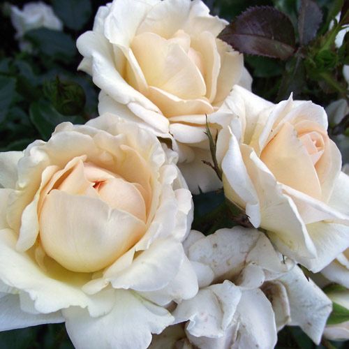 000000021268-01.jpg?size=l&w=