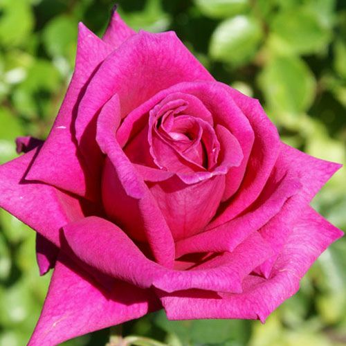 バラ苗(予約販売) 【スメルミー】 2年大株苗 4号鉢 （ハイブリッド