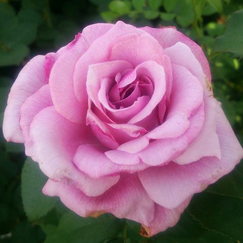 バラ苗(予約販売) 【バーブラストライサンド】 2年大株苗 4号鉢