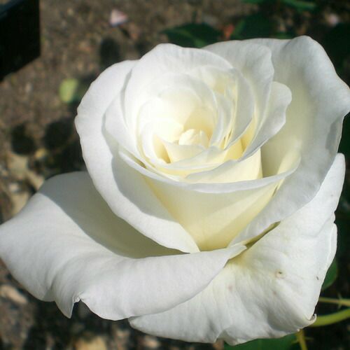 000000021344-01.jpg?size=l&w=