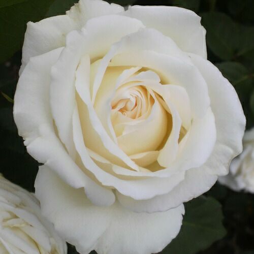 000000021345-01.jpg?size=l&w=