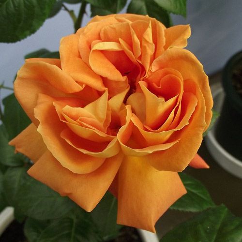 000000021370-01.jpg?size=l&w=