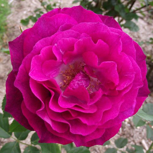 000000021385-01.jpg?size=l&w=