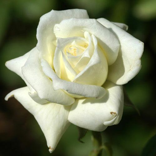 バラ苗(予約販売) 【ペースセッター】 2年大株苗 4号鉢 （ミニチュア