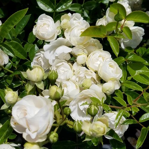 000000021392-01.jpg?size=l&w=