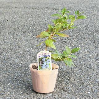 ブルーベリー 挿し木苗 1年生 ビッグオニール 【 サザンハイブッシュ系