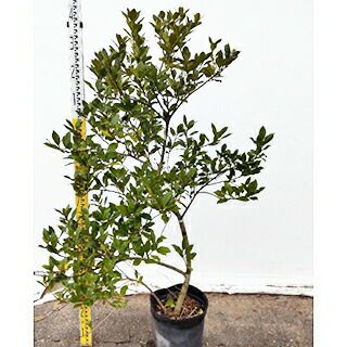 苗木 モチノキ 雌木 24cmポット | 農業屋.com