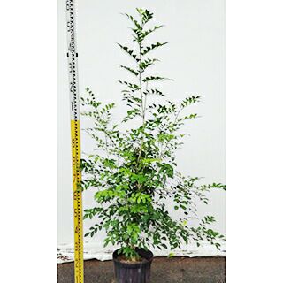 シルクジャスミン 観葉植物：シルクジャスミン*4号プラポット : 遊恵盆栽 Yahoo!店