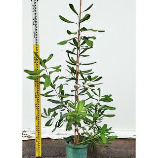 苗木 マカダミアナッツ 15cmポット | 農業屋.com