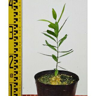 苗木 白檀 15cmポット | 農業屋.com