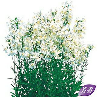 リナリア 種 【 ホワイトグッピー 】 小袋 （ リナリアの種 ） | 農業