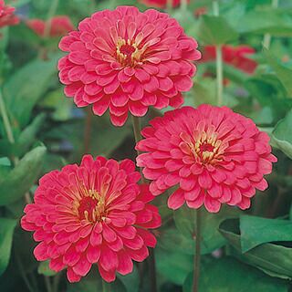 百日草 種 【 チェリー サン 】 小袋 （ 百日草の種 ） | 農業屋.com