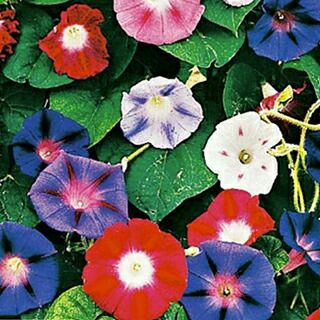 000000021707-01.jpg?size=l&w=