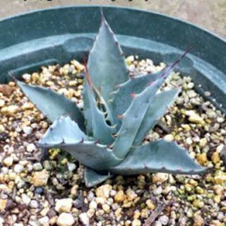 000000021768-01.jpg?size=l&w=