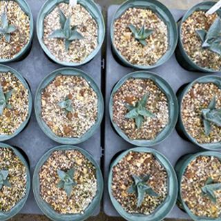 多肉植物 アガベ パラサナ 18cmポット | 農業屋.com