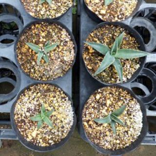 多肉植物 アガベ パリー 15cmポット | 農業屋.com